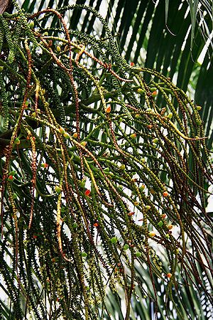 Rhopaloblaste ceramica - Palmpedia - Palm Grower's Guide