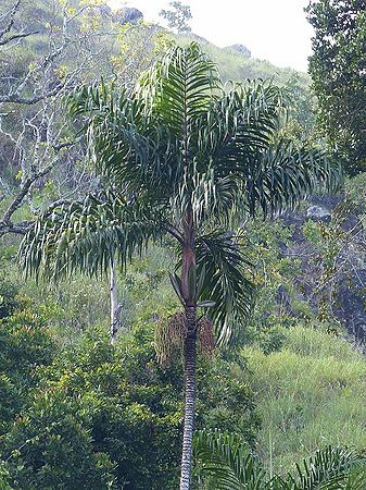 Oncosperma fasciculatum Palmpedia Palm Grower's Guide
