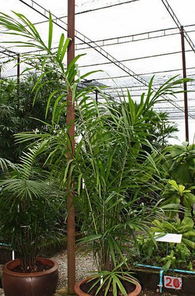 File:Calamus longisetus specimen.jpg