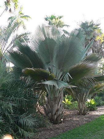 Copernicia fallaensis 2z.jpg
