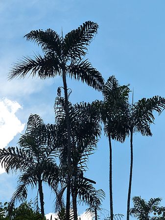 Oncosperma fasciculatum Palmpedia Palm Grower's Guide