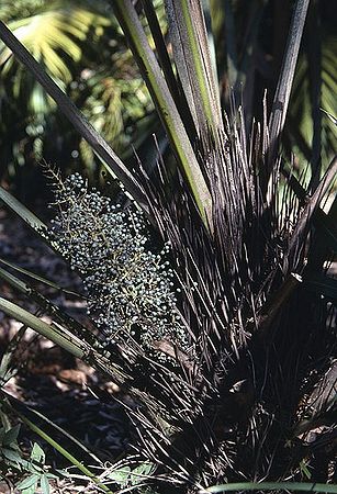 Guihaia argyrata Palmpedia Palm Grower's Guide