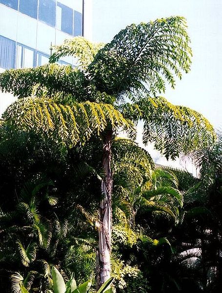 File:Carrum0002z.jpg