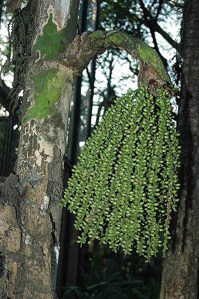 File:Caryotacumingii77.jpg