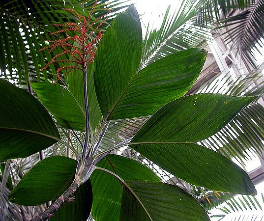 Chamaedorea ernesti-augusti - Palmpedia - Palm Grower’s Guide