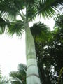 Thumbnail for version as of 08:54, 7 September 2007