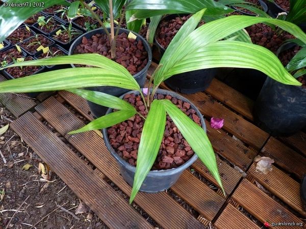 Dypsis hiarakae Palmpedia Palm Grower's Guide