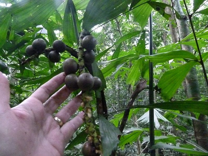 File:P1050225.JPG.ade3b769f6225ef68bd8f984bdbb2a17.JPG