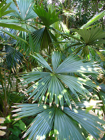 Chelyocarpus ulei Palmpedia Palm Grower's Guide