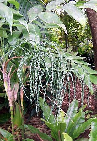 Chamaedorea pinnatifrons Palmpedia Palm Grower's Guide