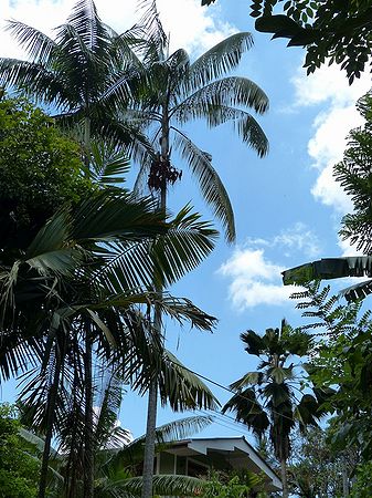 Rhopaloblaste augusta - Palmpedia - Palm Grower's Guide