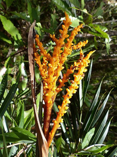 File:401-D. procumbens-réserve de Maromizaha.JPG