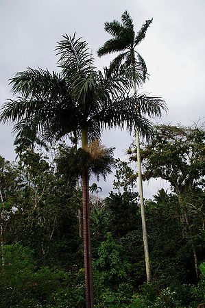 Roystonea violacea Palmpedia Palm Grower's Guide