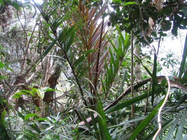 Dypsis coursii Palmpedia Palm Grower's Guide