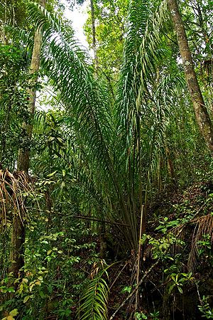 Eugeissona insignis Palmpedia Palm Grower's Guide