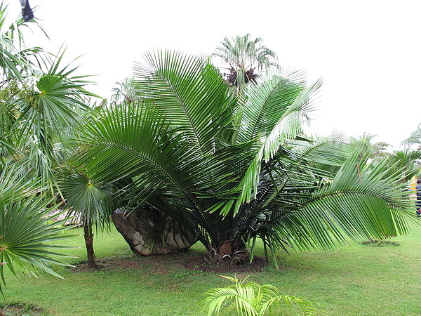 TÌNH YÊU CÂY CỎ ĐV 10  - Page 83 600px-8024074217_522ec24bdd_o