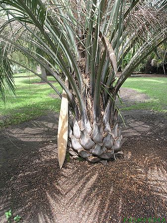 Butia odorata X Jubaea chilensis　希少ヤシ Butia odorata X Jubaea chilensis 希少ヤシ - メルカリ