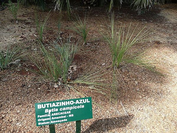Butia campicola Palmpedia Palm Grower's Guide