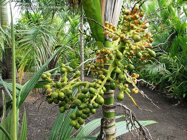 TÌNH YÊU CÂY CỎ ĐV 10  - Page 86 600px-024b27