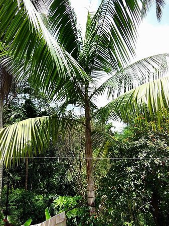 Rhopaloblaste augusta - Palmpedia - Palm Grower's Guide