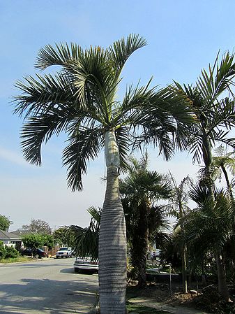 Dypsis decipiens - Palmpedia - Palm Grower's Guide