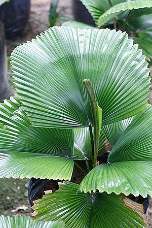 Licuala orbicularis - Palmpedia - Palm Grower's Guide