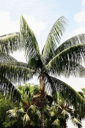 Rhopaloblaste ceramica - Palmpedia - Palm Grower's Guide