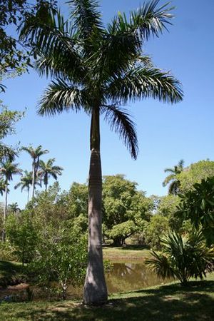 Roystonea maisiana Palmpedia Palm Grower's Guide