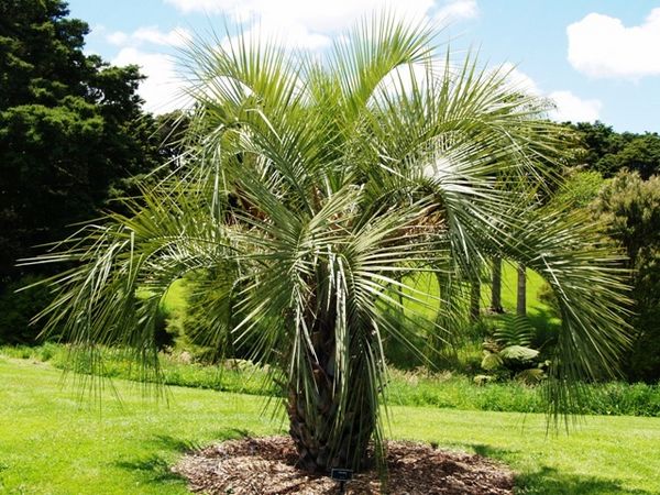 Butia yatay Palmpedia Palm Grower's Guide