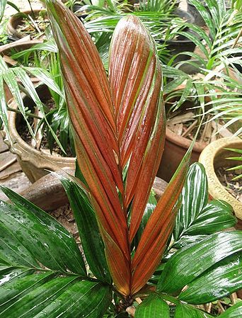 Calyptrocalyx polyphyllus Palmpedia Palm Grower's Guide