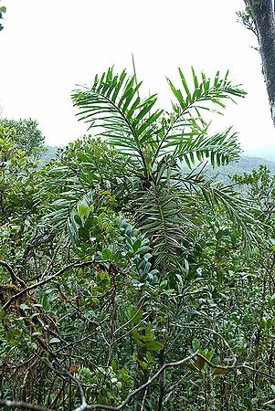 Dypsis coursii Palmpedia Palm Grower's Guide
