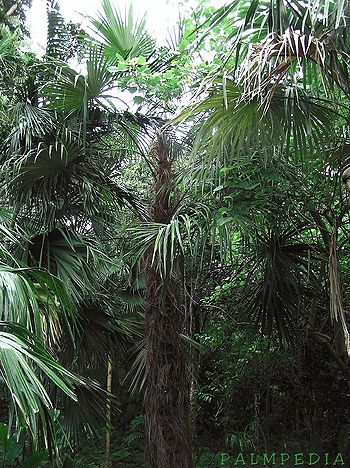 Colpothrinax cookii Palmpedia Palm Grower's Guide