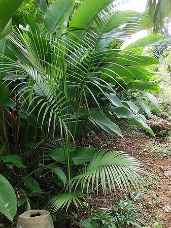 Rhopaloblaste augusta - Palmpedia - Palm Grower's Guide