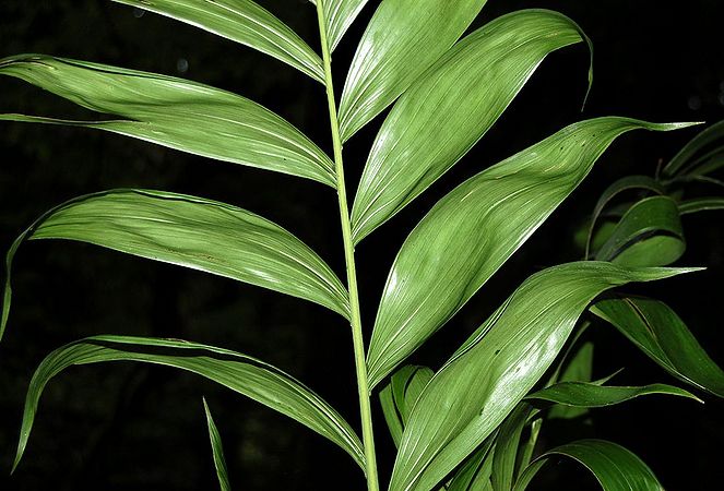 Chamaedorea pinnatifrons Palmpedia Palm Grower's Guide