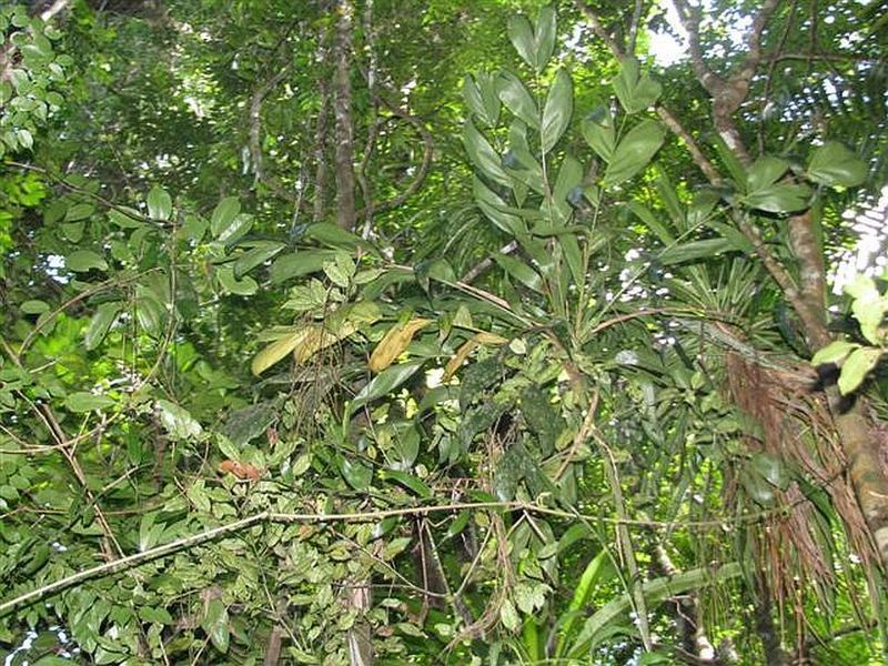 File:Dypsis singularisbillz.jpg