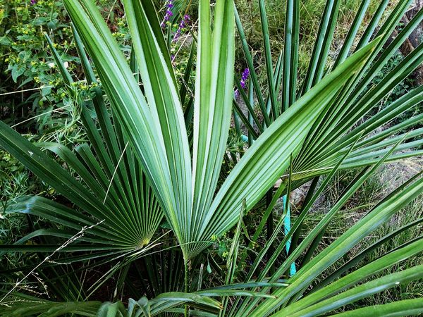 Trachycarpus ukhrulensis - Palmpedia - Palm Grower's Guide