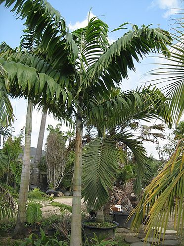 Wodyetia x Veitchia 'Foxy Lady' - Palmpedia - Palm Grower's Guide