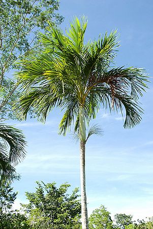 Hydriastele biakensis - Palmpedia - Palm Grower's Guide