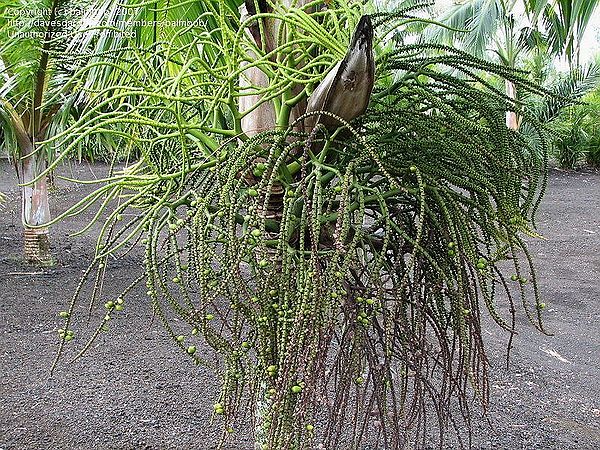 Rhopaloblaste singaporensis - Palmpedia - Palm Grower's Guide