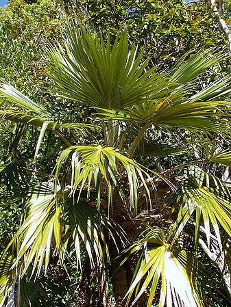 Pritchardia minor Palmpedia Palm Grower's Guide
