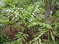 Thumbnail for version as of 09:12, 16 November 2012