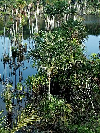 Mauritiella armata Palmpedia Palm Grower's Guide