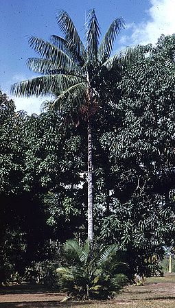 Rhopaloblaste augusta - Palmpedia - Palm Grower's Guide