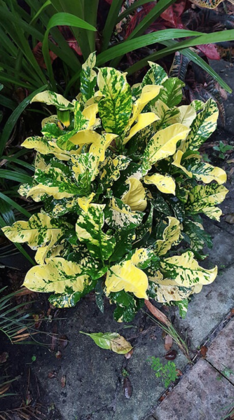 File:Yellow Magnificent-Stan.png
