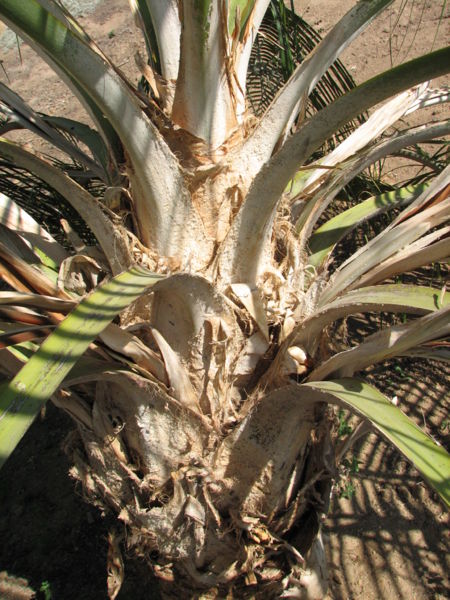 File:Ravenea glauca petioles Levine.JPG