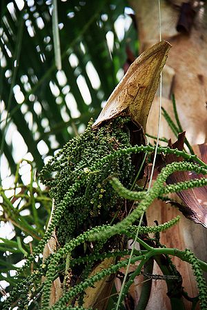 Rhopaloblaste ceramica - Palmpedia - Palm Grower's Guide