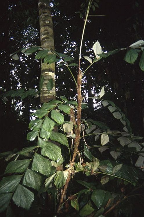 Korthalsia jala Palmpedia Palm Grower's Guide