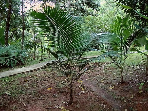 Rhopaloblaste augusta - Palmpedia - Palm Grower's Guide