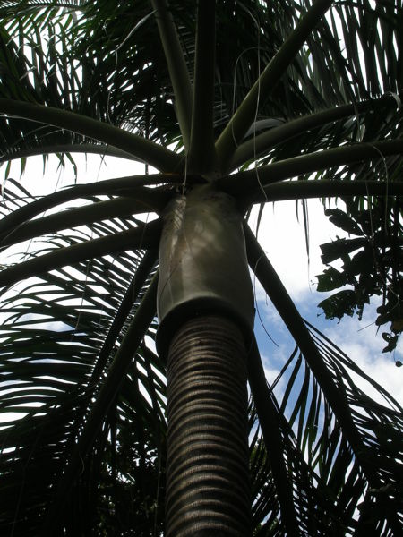 File:P1010089.JPG
