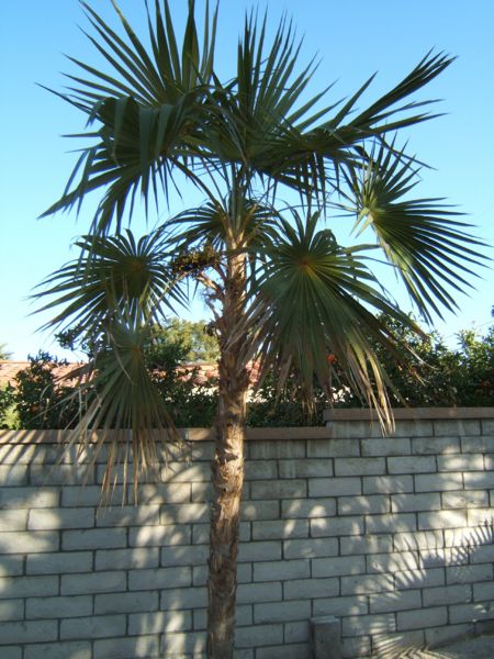 File:C. Miraguama 045.jpg
